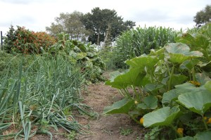 Paths wide enough for a walker?