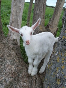 See a beautiful goat kid? Beauty belies the truth: manually pulled from her mother, bottle fed because she was two weak to stand, then put down at 3 months old because of an injury.