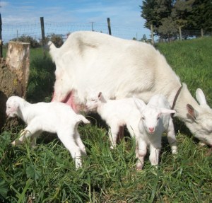 Just on their feet, the triplets Ariana, Albus and Ableforth.