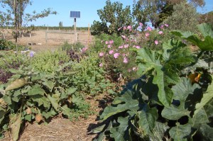 Zucchini, eggplant, basil and cosmos nestle happily together.