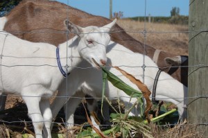 Bonus! The Caprine Composter is adorable, too!