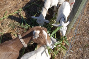 Caprine Composters at work on tough corn stalks.