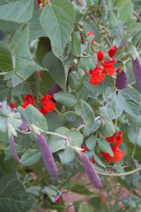 Do I love you because you're beautiful?