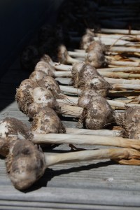 Garlic1sm