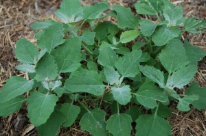 Lambs quarters, or henbit is a nice salad green all summer. The chickens love it, too.