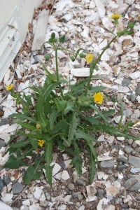 Even prickly sow thistle can be cooked and eaten.