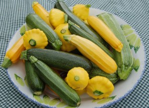 Zucchini4cropsm