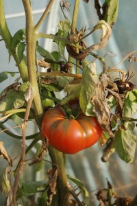 Tomatoes in the greenhouse, still going strong...for now.