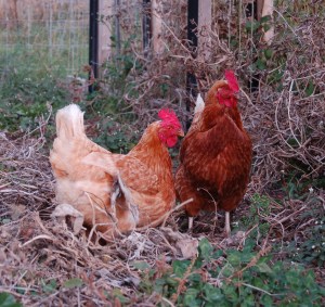 The chickens migrated to the vegetable garden today.