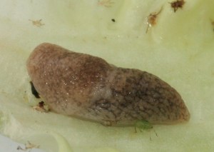 slug1crop