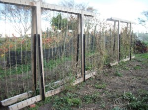 New trellises