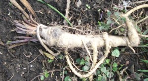 You can pull it out, but it will never die.