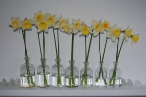 daffodils2 sm
