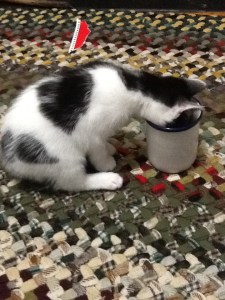 drinkingcat