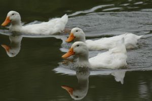 Three unnamed ducks. Photo: Eric Weiss