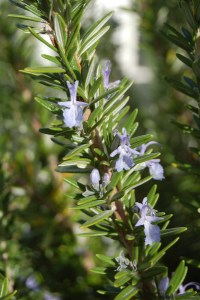 Rosemary1 sm