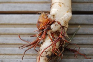 Belgian white carrot in a broomrape embrace