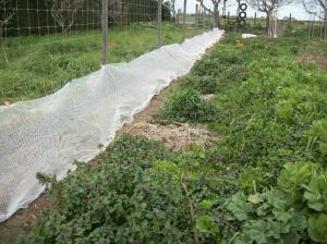 Netting covering newly-planted pea seedlings