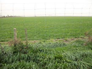 Today, we can barely make out the neighbour's hedge.