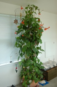Seasonally adjusted Christmas tree--the Christmas bean!