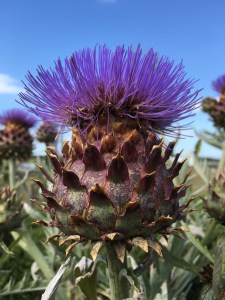 2016-01-09 16.58.01 sm