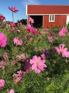 2016-01-12 08.31.38 sm