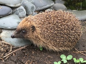 2016-01-26 18.07.41 sm