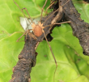 daddylonglegs1cropsm
