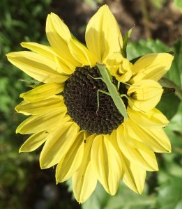 2016-01-22 07.43.48 crop