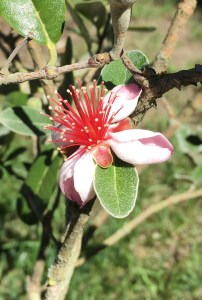 2016-02-01 15.35.52 crop