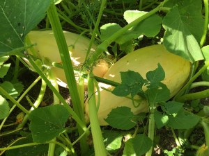 45 cm (18 inches) long and still growing...