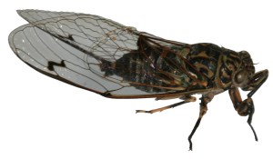 cicada2