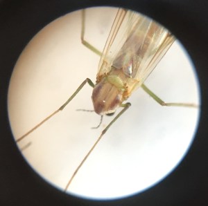 A female midge, with thread-like antennae.