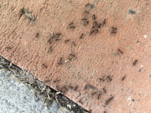 2016-03-18 12.59.05 sm