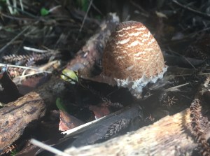 This unknown mushroom had a lovely lace petticoat.