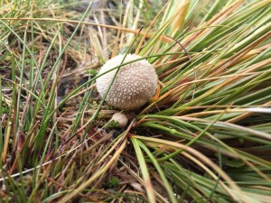Lycoperdon spp--a puffball. The genus name means "wolf fart"
