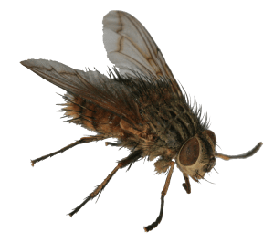 tachinid2