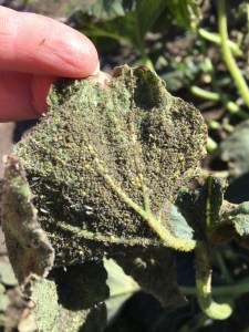 2016-04-09 11.19.43 sm