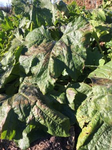 2016-04-14 08.42.53 sm