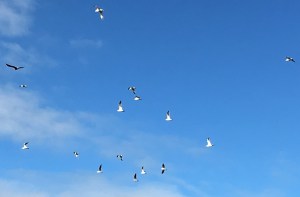 2016-04-18 14.50.46 crop