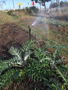 2016-04-22 15.50.14 HDR sm