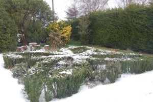 The herb knot in the snow a few years ago.