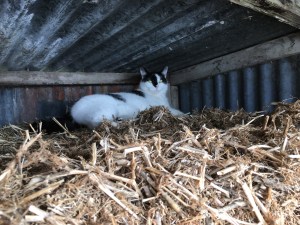 The cat declared the stack of straw bales an excellent napping spot.