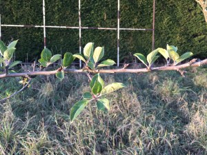 Newly sprouted, out-of-season apple leaves.