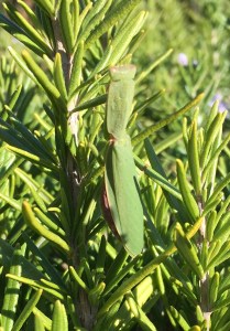 She's occupied the same plant for weeks. Her neighbour, on the next plant over, is equally predictable.