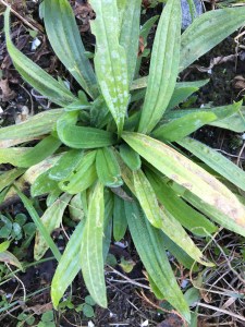 2016-06-29 14.01.15 sm