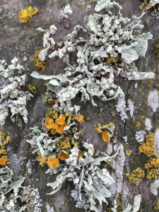 2016-07-04 10.32.44 sm