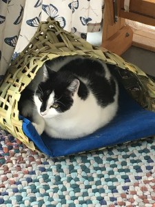 In the basket--that lasted about 10 minutes.