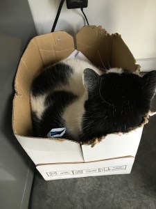 In the recycling box--a bit small for him.