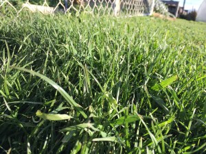 The grass needs mowing.